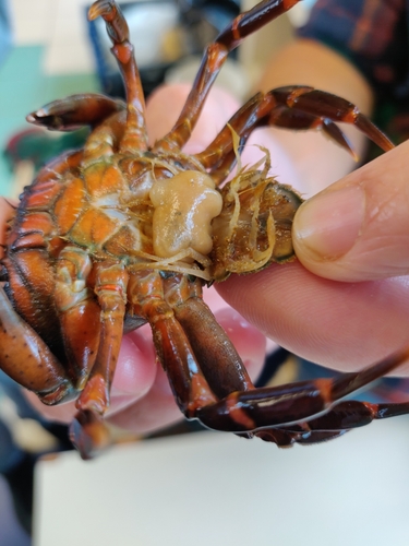 sacculine
