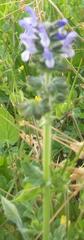 Salvia verbenaca