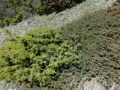 Juniperus communis saxatilis