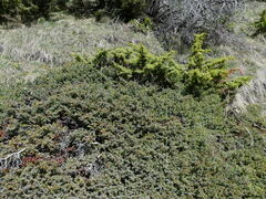 Juniperus communis saxatilis