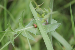 Deraeocoris ruber
