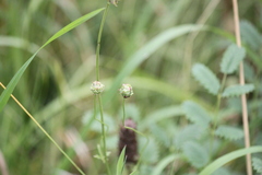 Sanguisorba minor