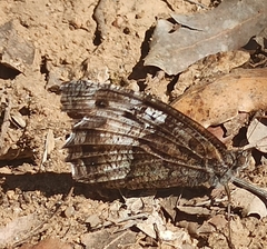 Hipparchia fagi