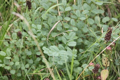 Sanguisorba minor