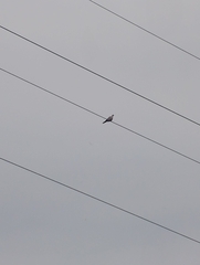 Streptopelia decaocto