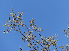 Salix daphnoides