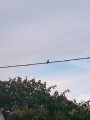 Streptopelia decaocto