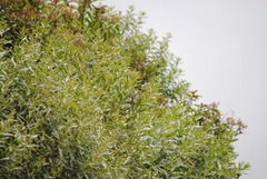 Ochthoeca oenanthoides