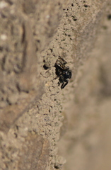 Pseudeuophrys erratica