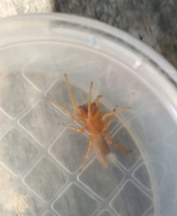 Dysdera