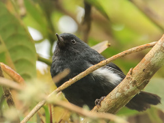 Diglossa albilatera