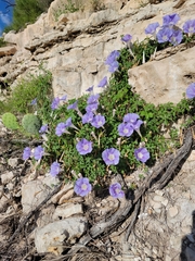 Ipomoea lindheimeri