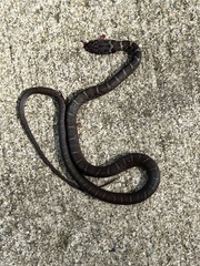 Coluber constrictor constrictor