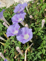 Ipomoea lindheimeri