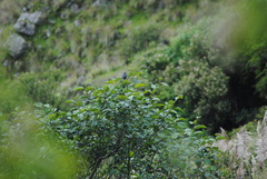 Pseudosaltator rufiventris