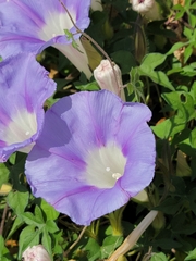 Ipomoea lindheimeri