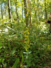 Solidago erecta