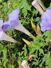 Ipomoea lindheimeri