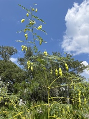 Sesbania vesicaria