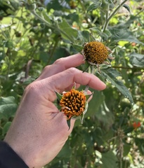 Tithonia rotundifolia
