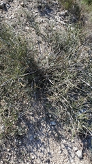 Ephedra viridis