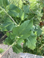 Tithonia rotundifolia