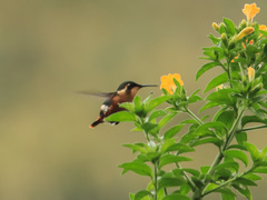 Chaetocercus heliodor