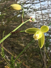 Albuca cooperi