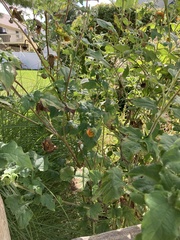 Tithonia rotundifolia