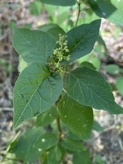 Croton fruticulosus