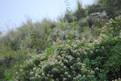 Pseudosaltator rufiventris