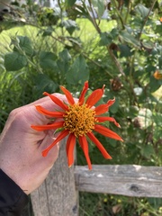 Tithonia rotundifolia