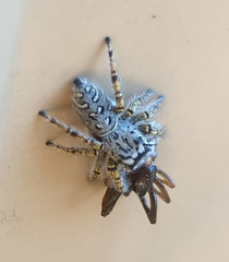 Phidippus mystaceus