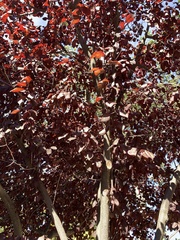 Phytophthora ramorum