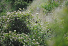 Pseudosaltator rufiventris