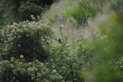 Pseudosaltator rufiventris