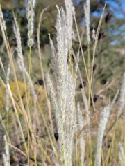 Digitaria californica