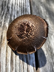 Cortinarius violaceus