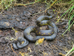 Atractus crassicaudatus