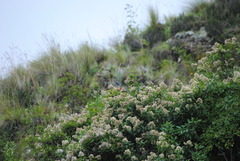 Pseudosaltator rufiventris