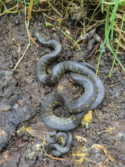 Atractus crassicaudatus