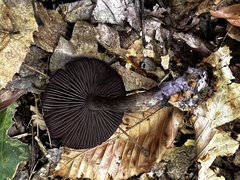 Cortinarius violaceus