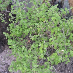 Aloysia wrightii