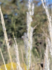 Digitaria californica