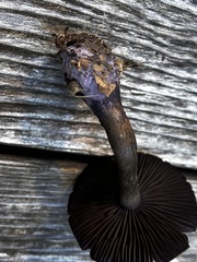 Cortinarius violaceus