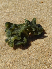 Codium