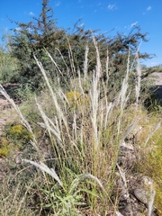 Digitaria californica