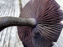 Cortinarius violaceus