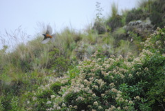 Pseudosaltator rufiventris