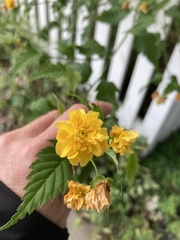 Kerria japonica